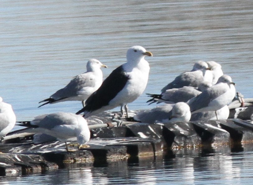 Great Black-backed Gull - ML614123112