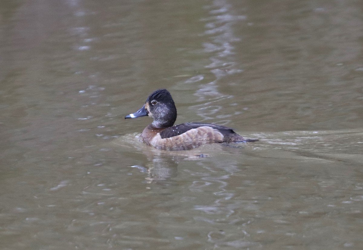 Ring-necked Duck - ML614123141