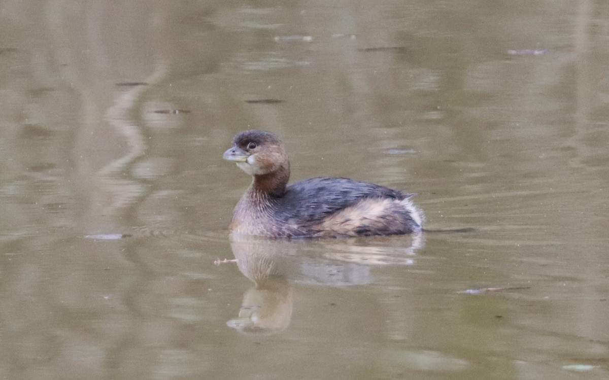 Pied-billed Grebe - ML614123212