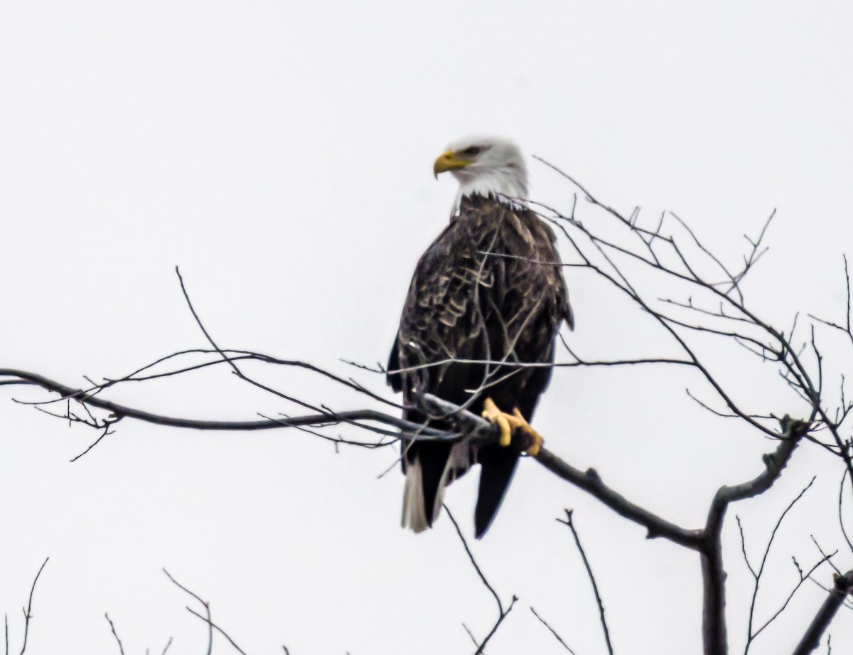 Bald Eagle - Christine Andrews