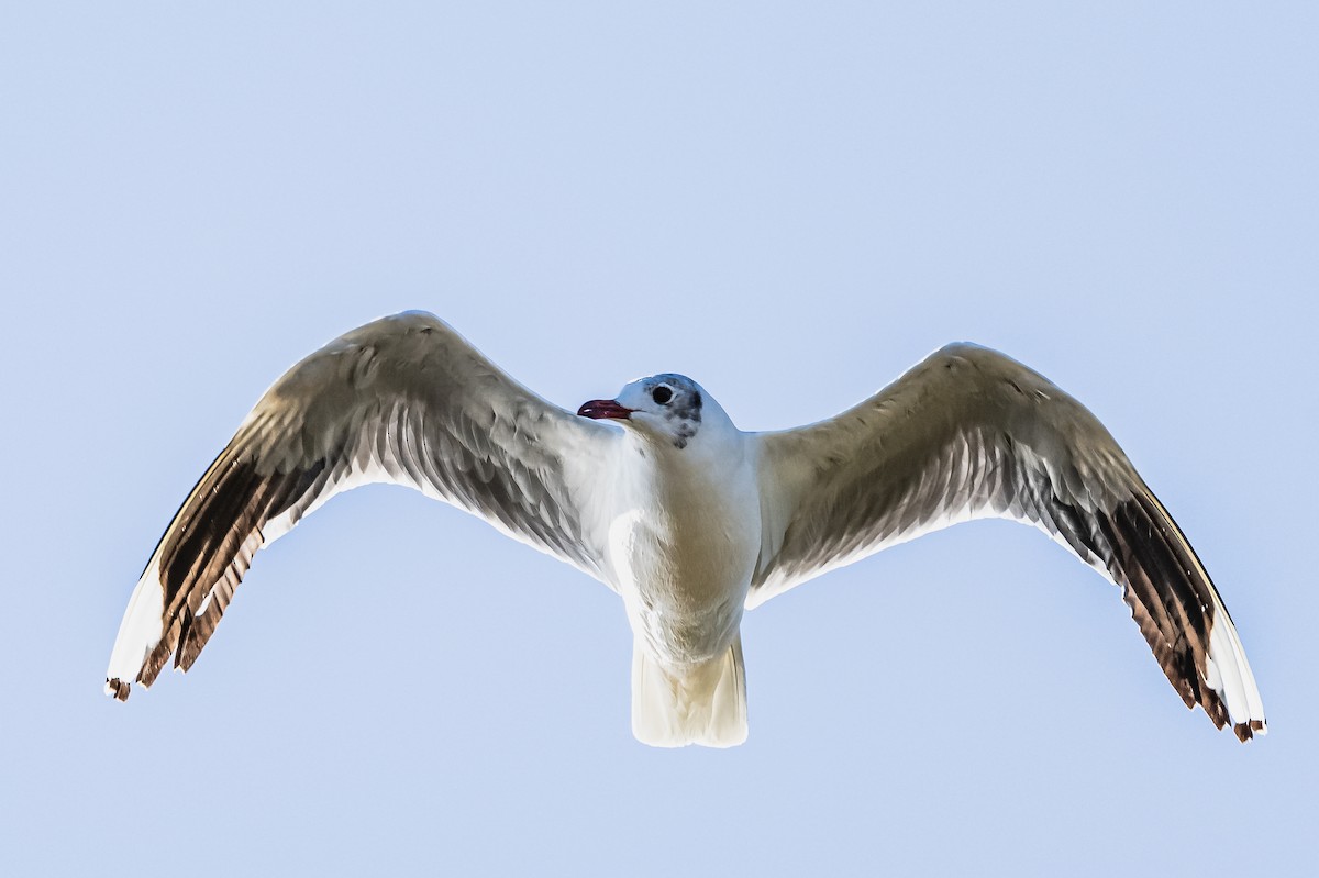 Brown-hooded Gull - ML614123423