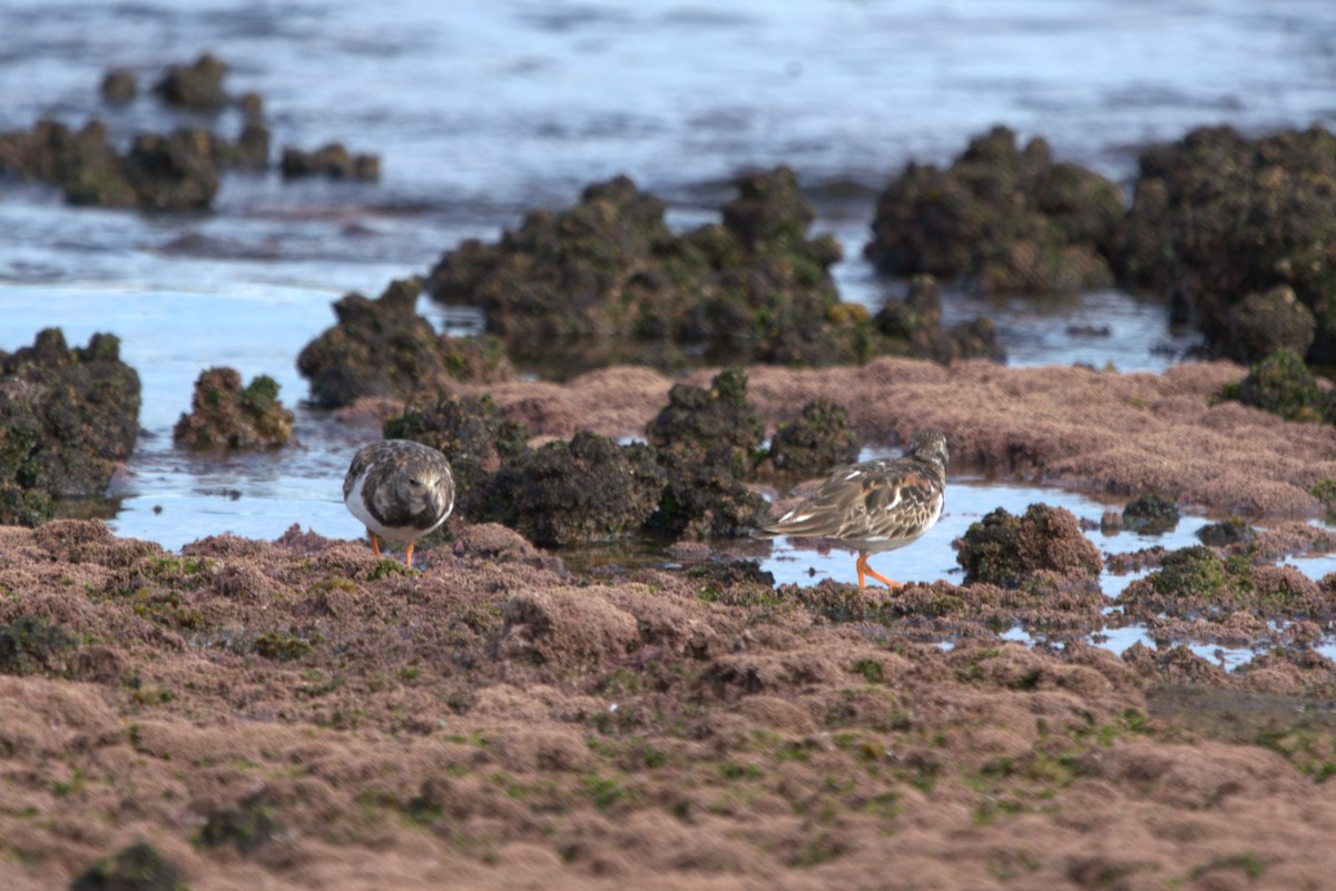 Ruddy Turnstone - ML614123430