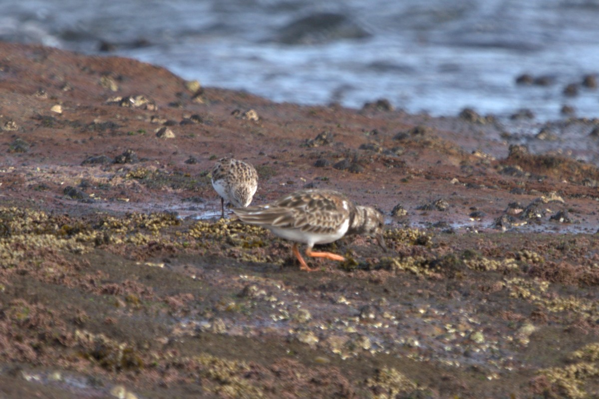 Ruddy Turnstone - ML614123444