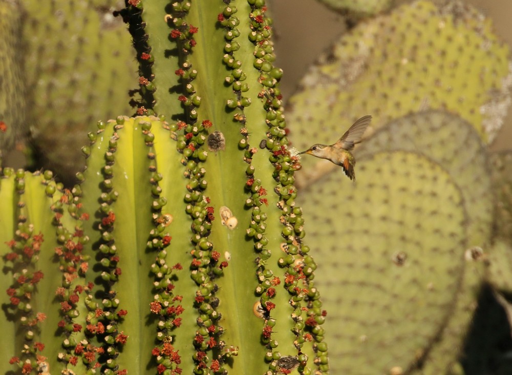 Colibrí Bonito - ML614123522