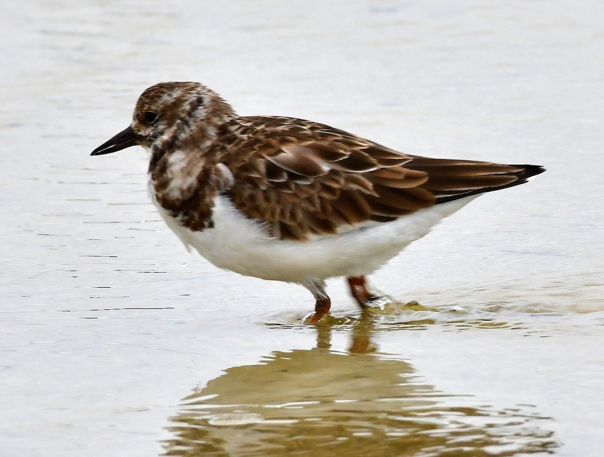 Ruddy Turnstone - ML614123532