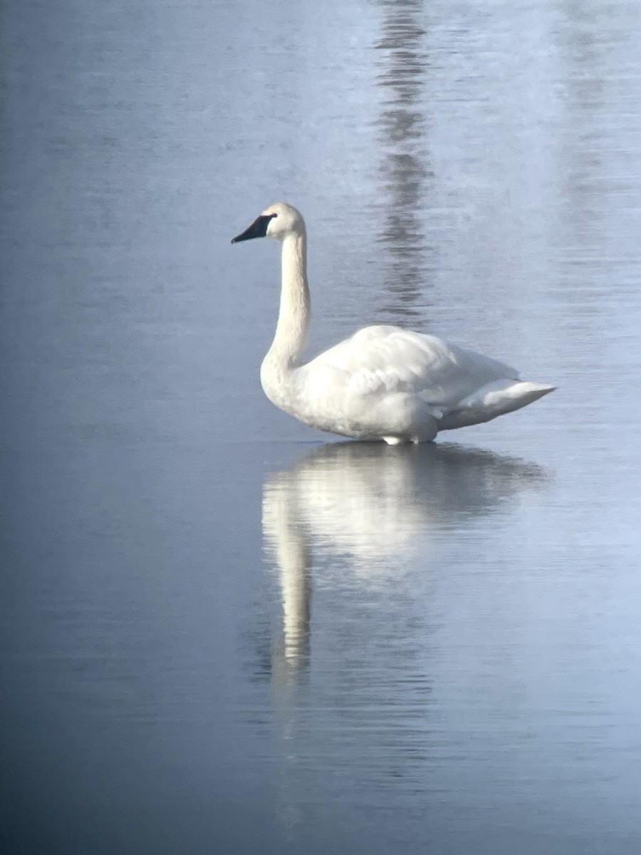Trumpeter Swan - ML614123537