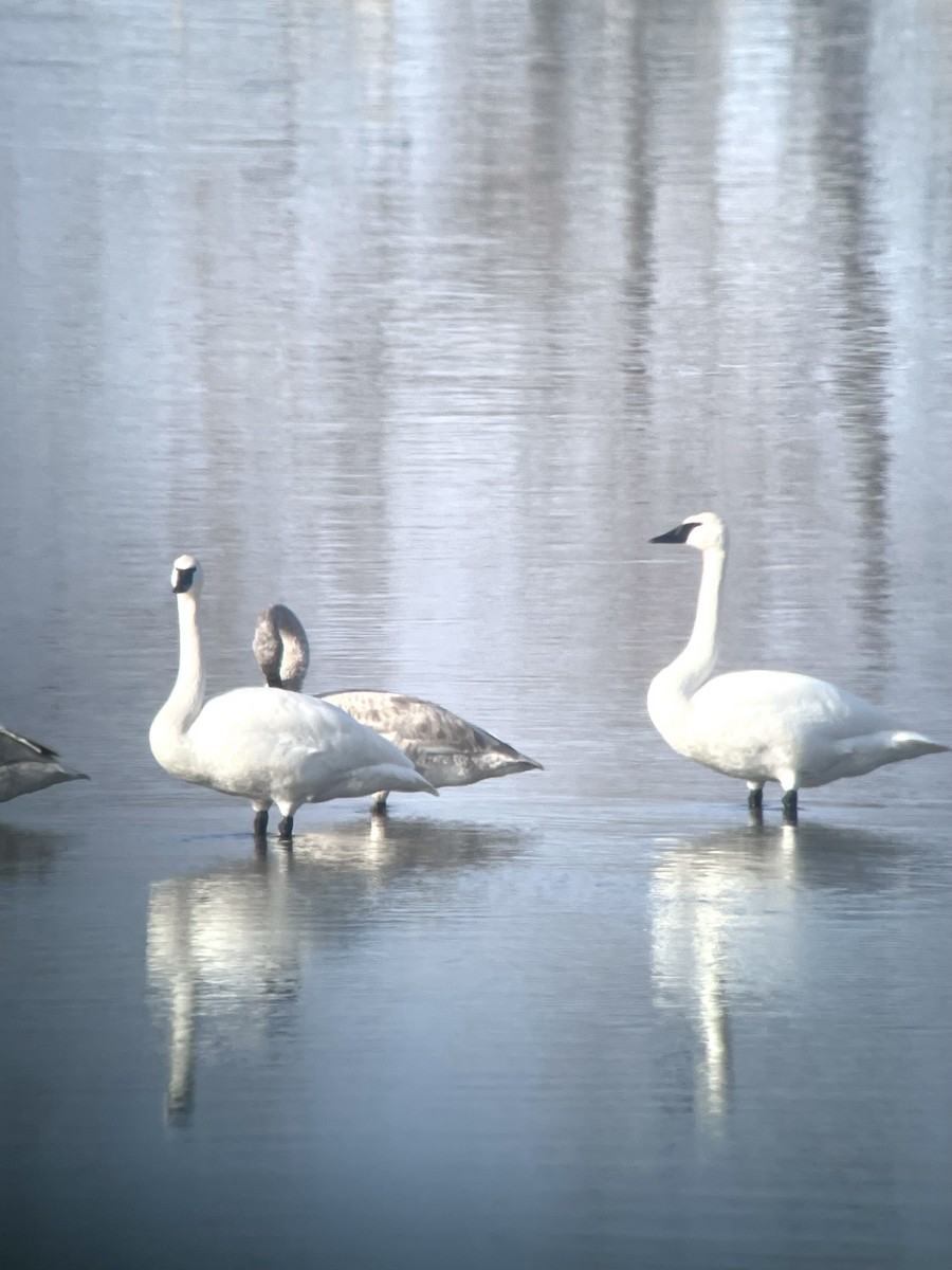 Trumpeter Swan - ML614123538