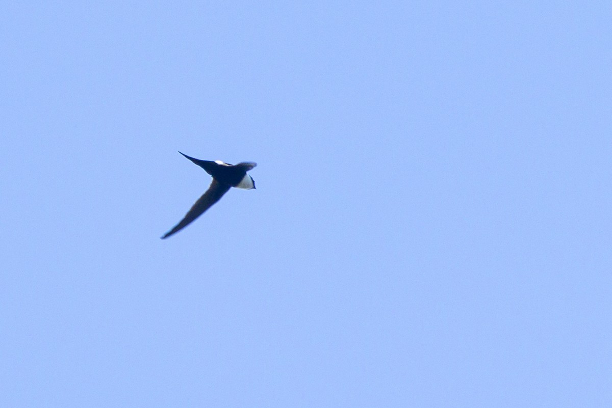Lesser Swallow-tailed Swift - ML614123554