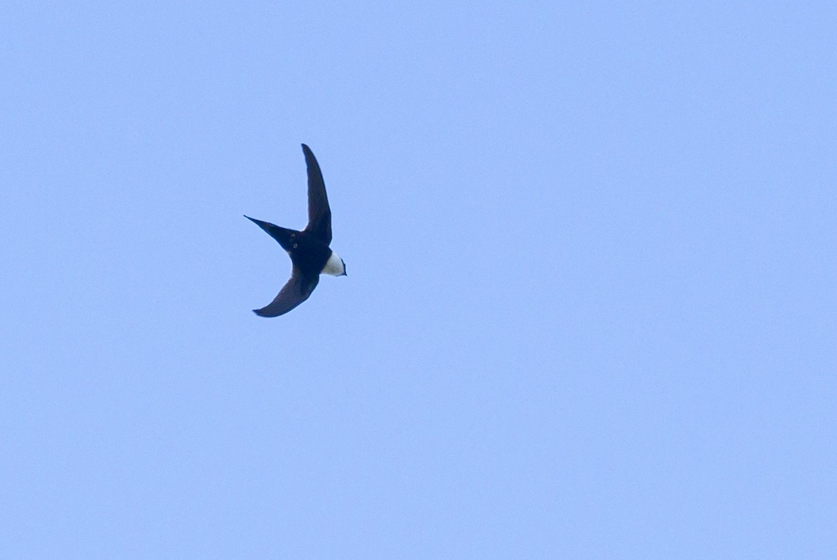 Lesser Swallow-tailed Swift - ML614123555