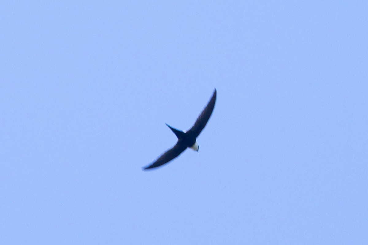 Lesser Swallow-tailed Swift - ML614123556