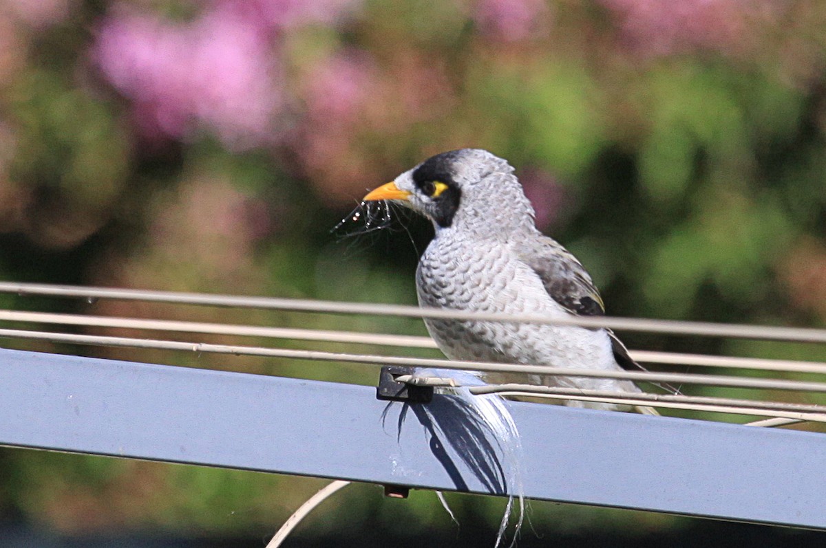 Noisy Miner - ML614123584