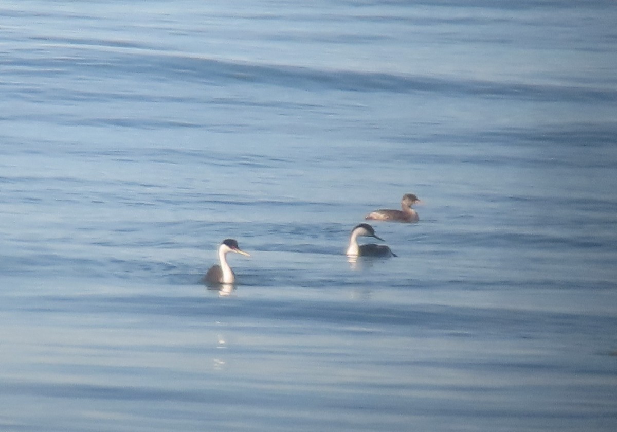 Red-necked Grebe - ML614123719