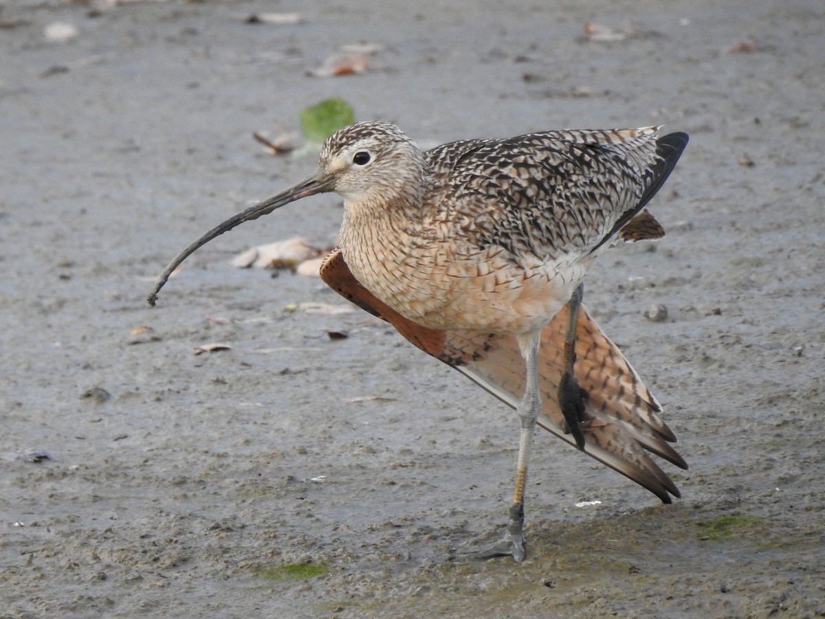Long-billed Curlew - ML614123768