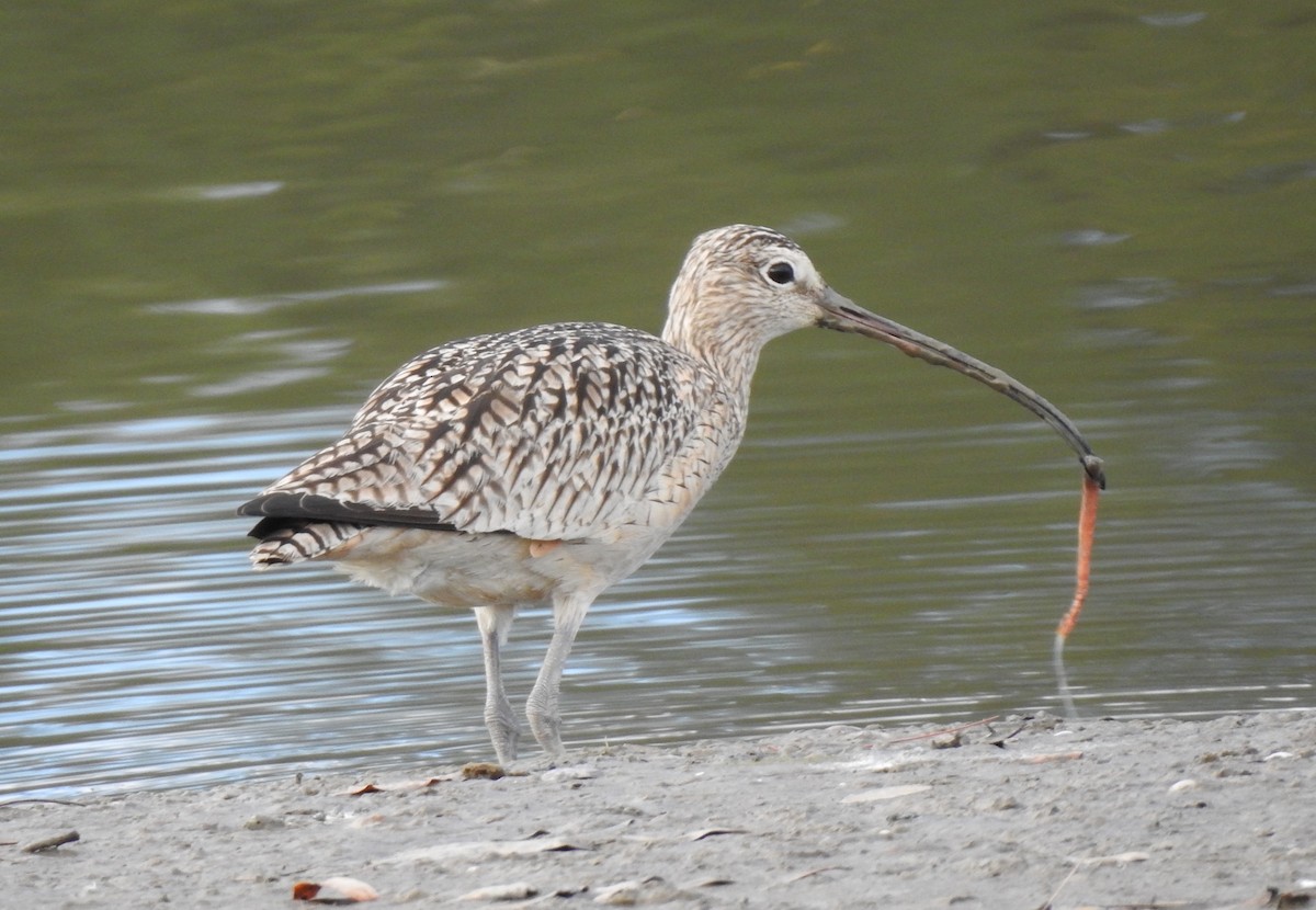 Long-billed Curlew - ML614123772