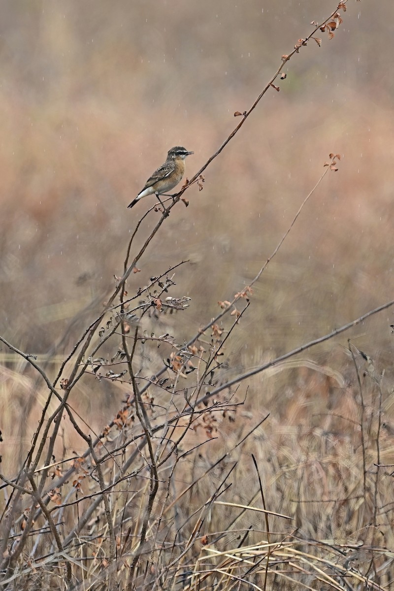 Heuglin's Wheatear - ML614123777