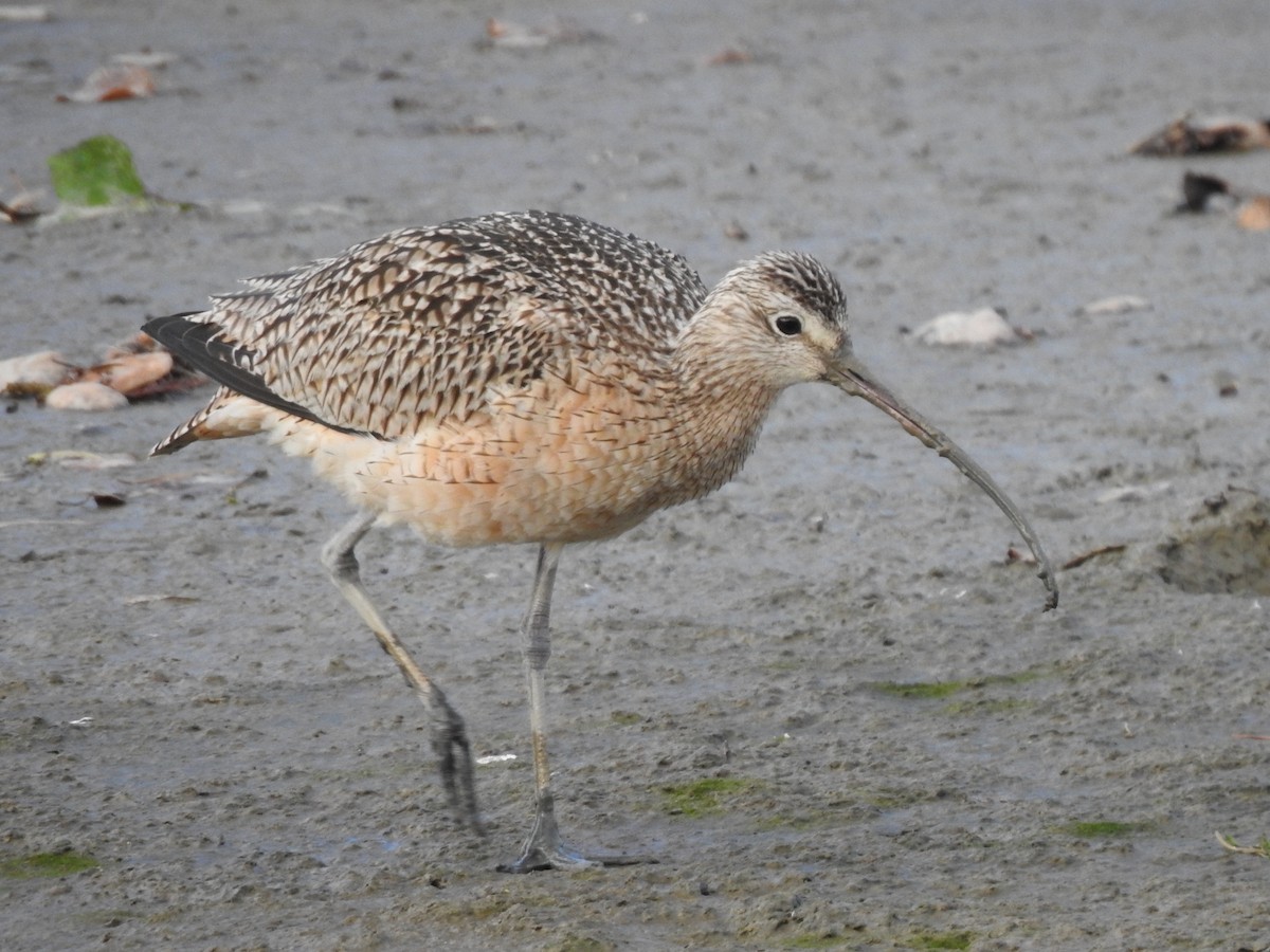 Long-billed Curlew - ML614123783