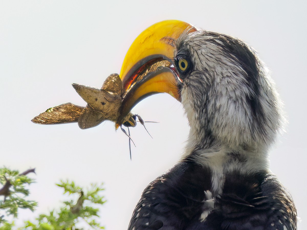 Eastern Yellow-billed Hornbill - Eleanor H Sarren
