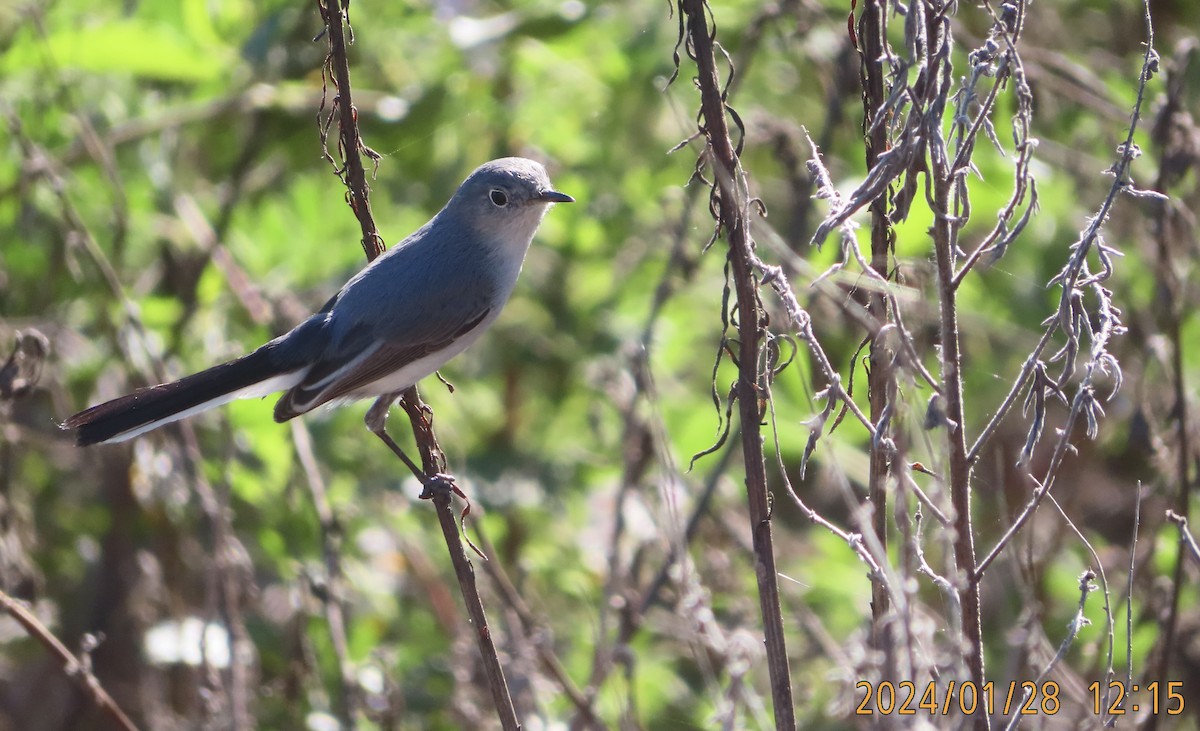 Blue-gray Gnatcatcher - Mark Holmgren