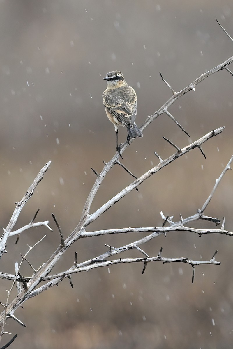 Heuglin's Wheatear - ML614123809