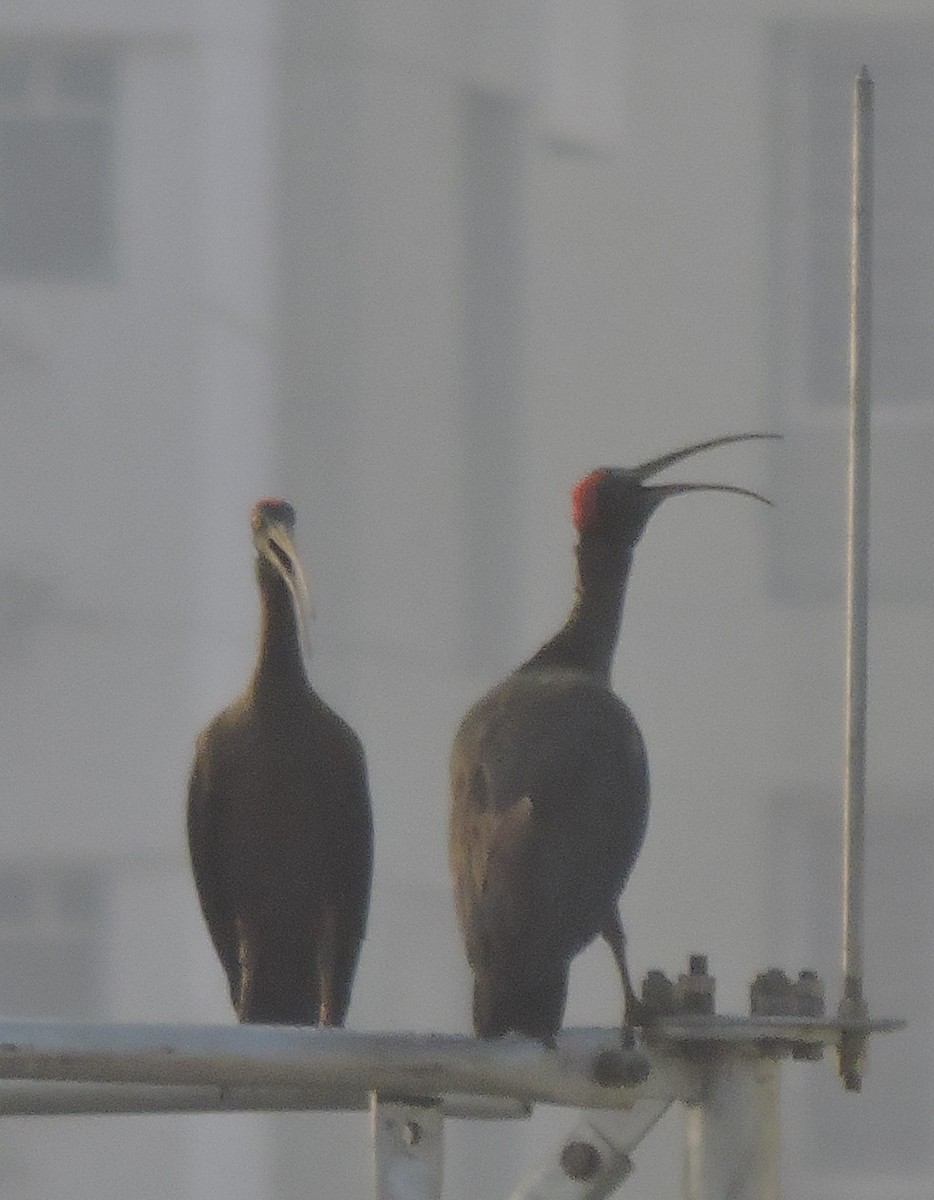 ibis bradavičnatý - ML614123819