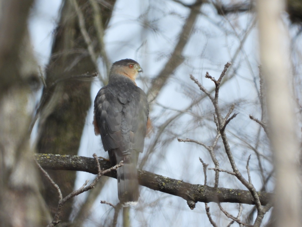 Cooper's Hawk - ML614123821