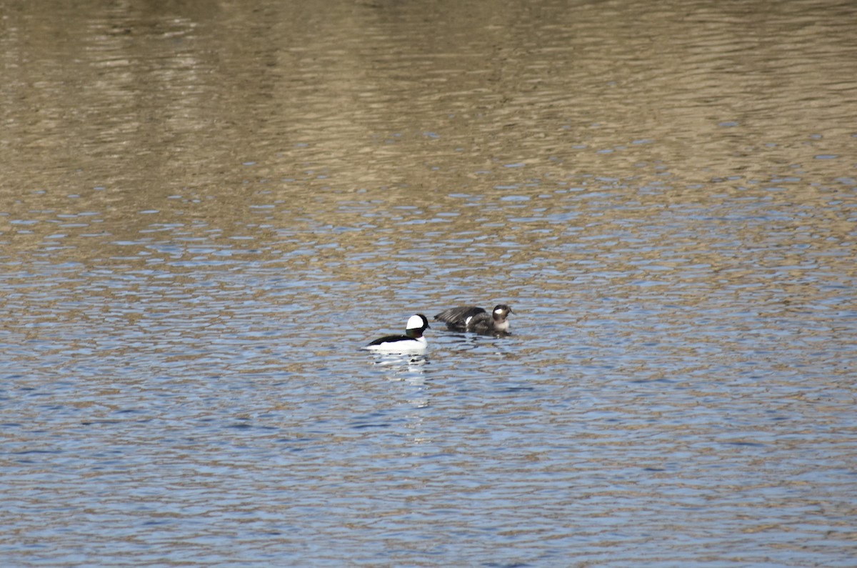 Bufflehead - ML614123827