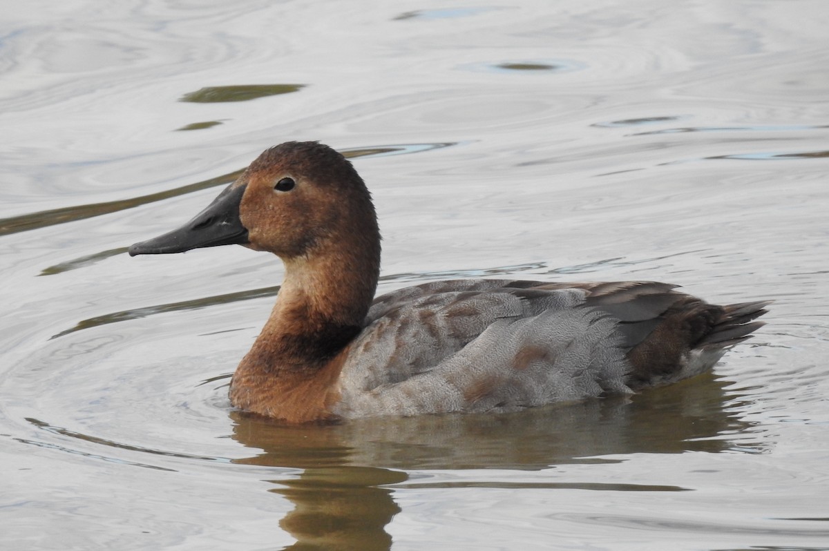 Canvasback - ML614123841