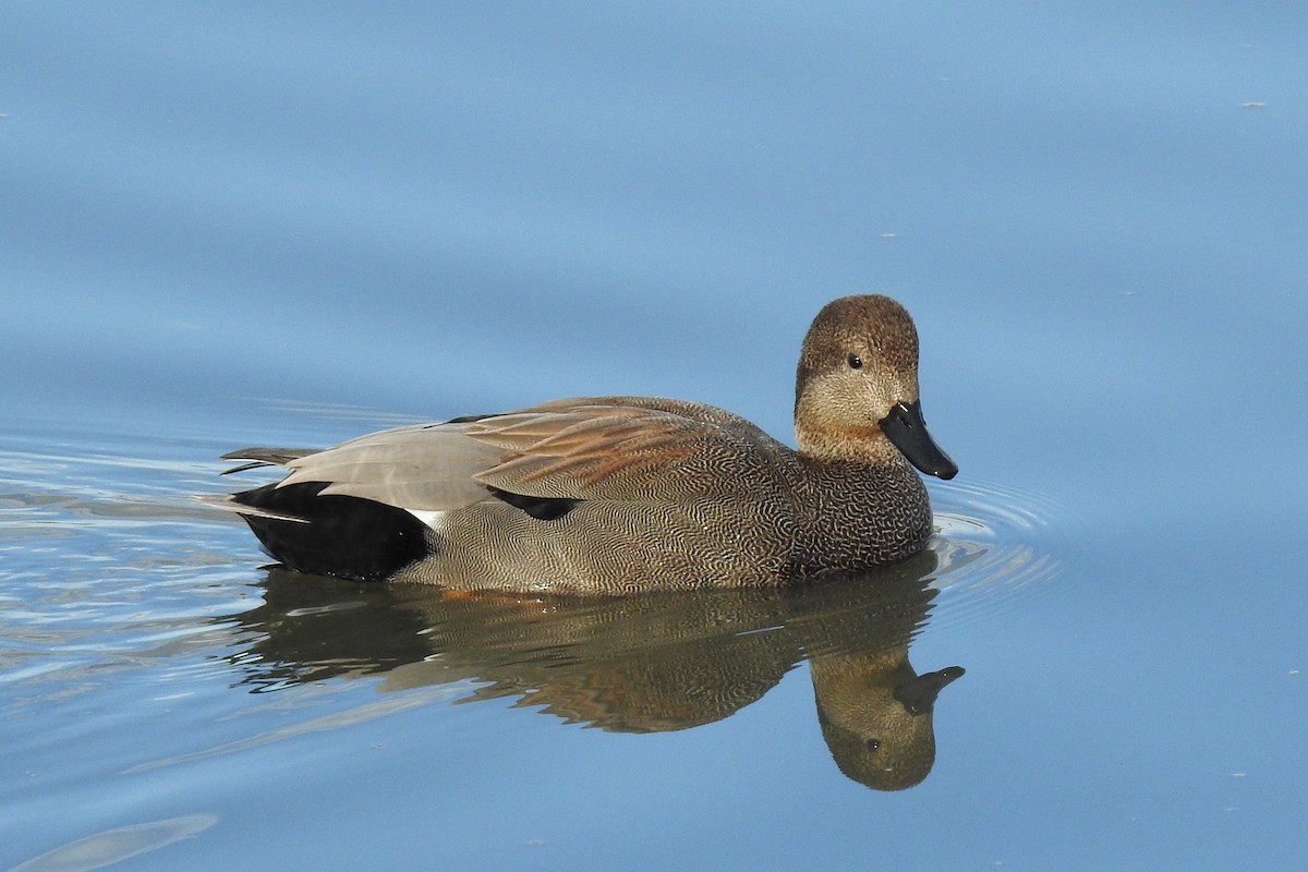 Gadwall - ML614123865