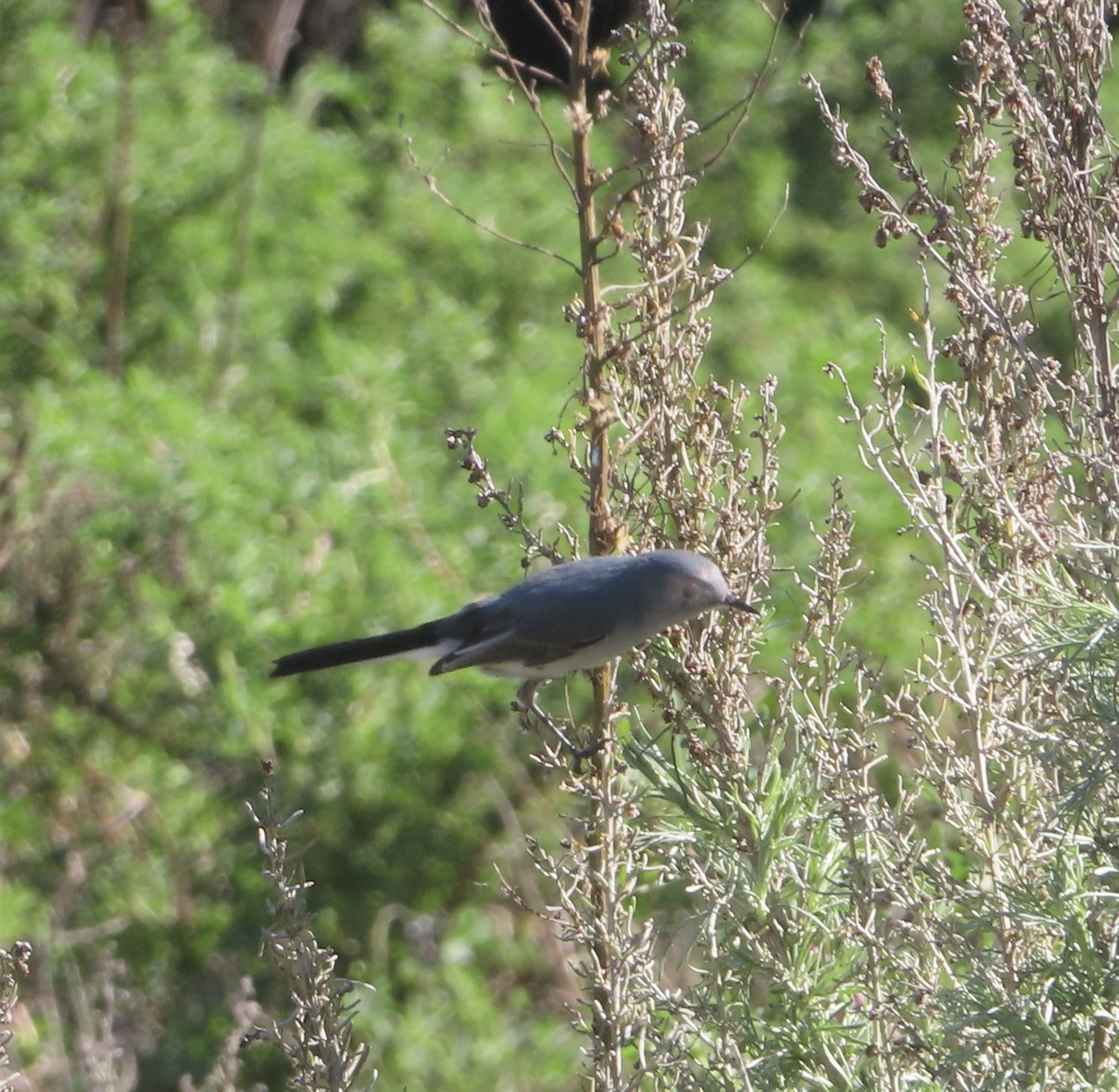 Blue-gray Gnatcatcher - Mark Holmgren