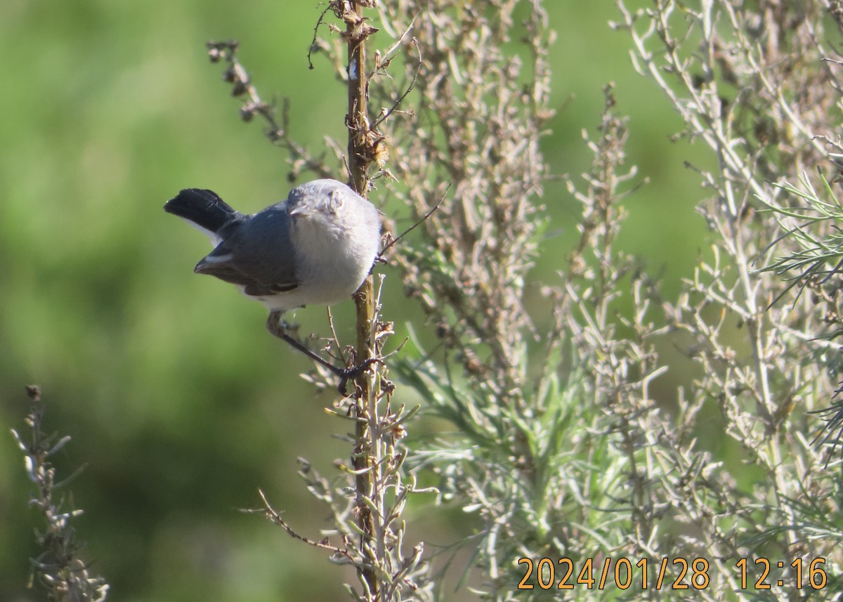 Blue-gray Gnatcatcher - ML614123886