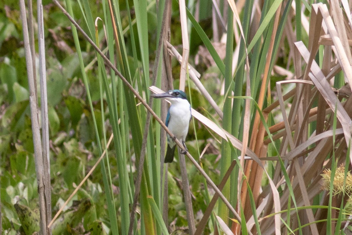 Alción Acollarado (grupo chloris) - ML614123889