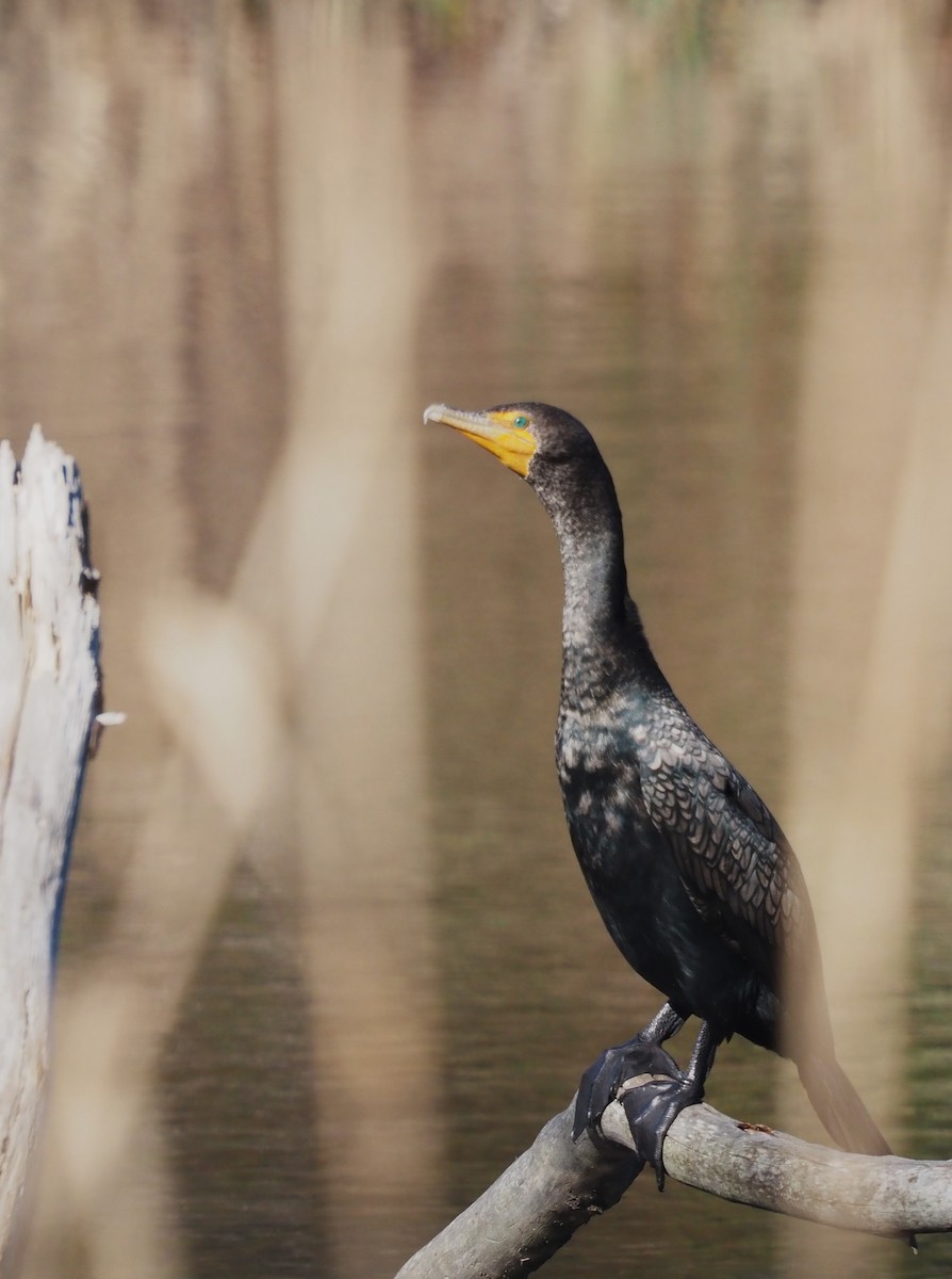 Double-crested Cormorant - ML614123897