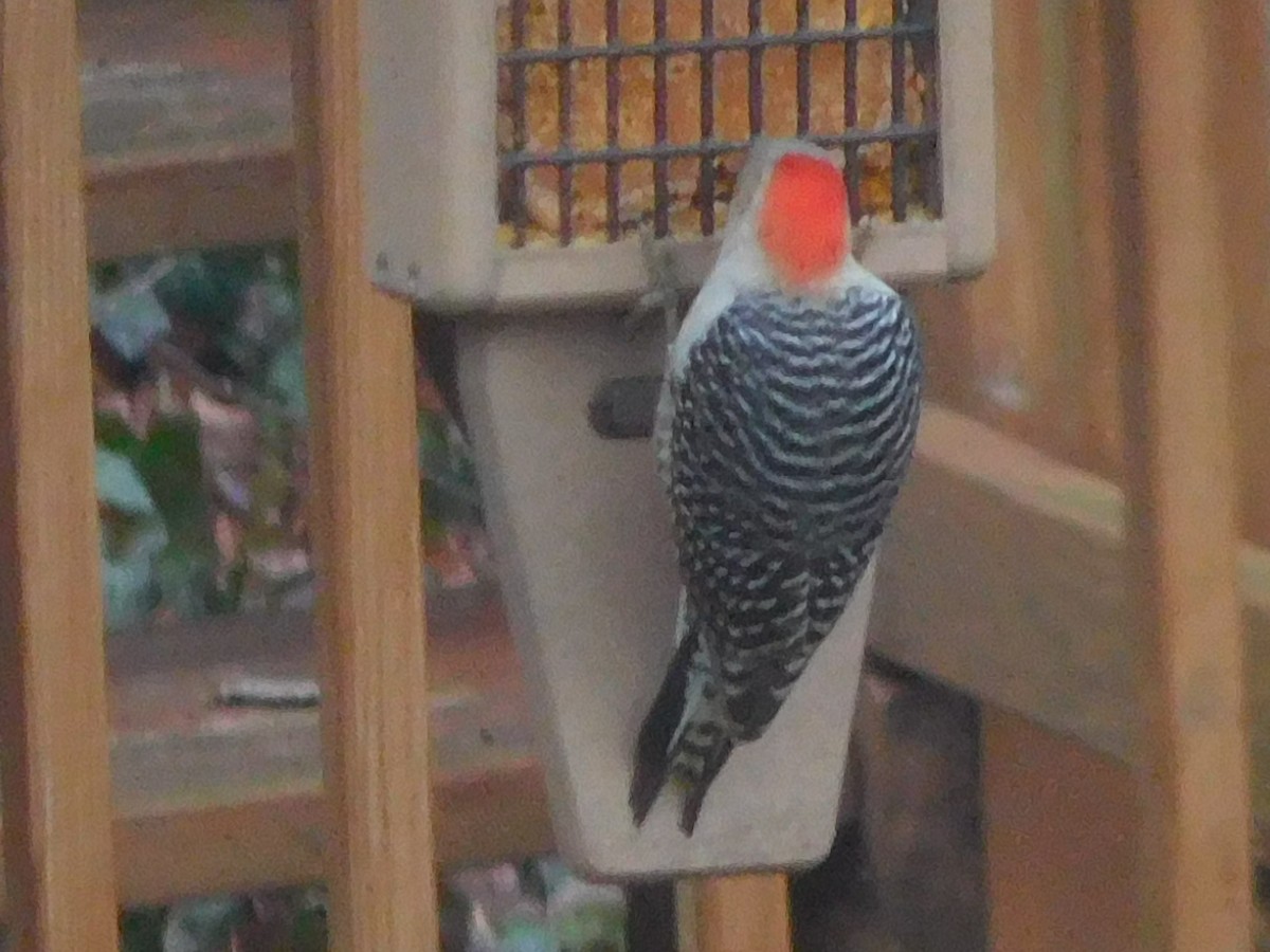 Red-bellied Woodpecker - ML614123943