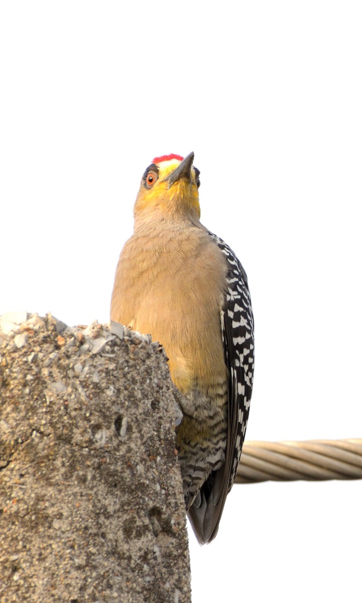 Golden-cheeked Woodpecker - ML614124024
