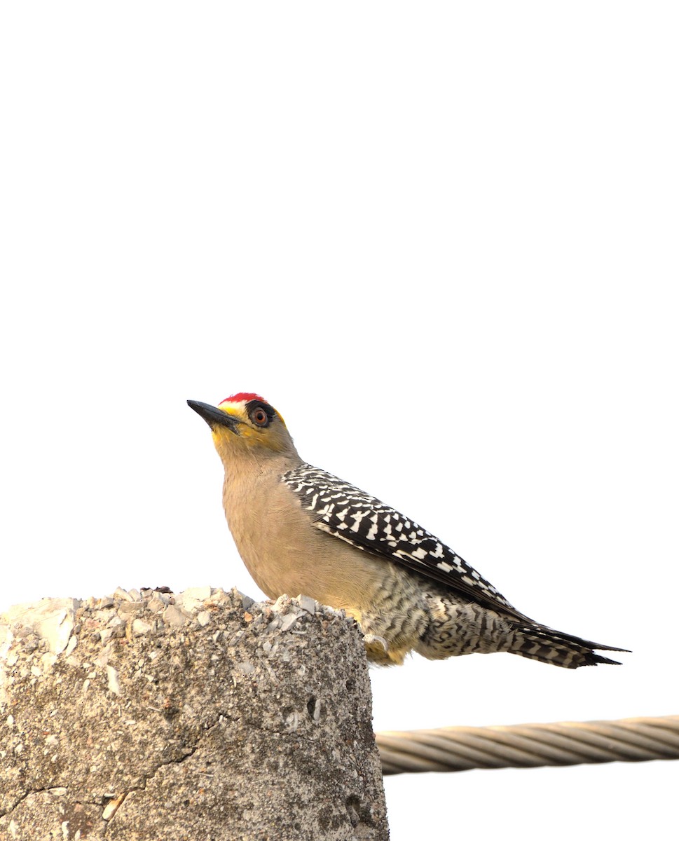 Golden-cheeked Woodpecker - ML614124025