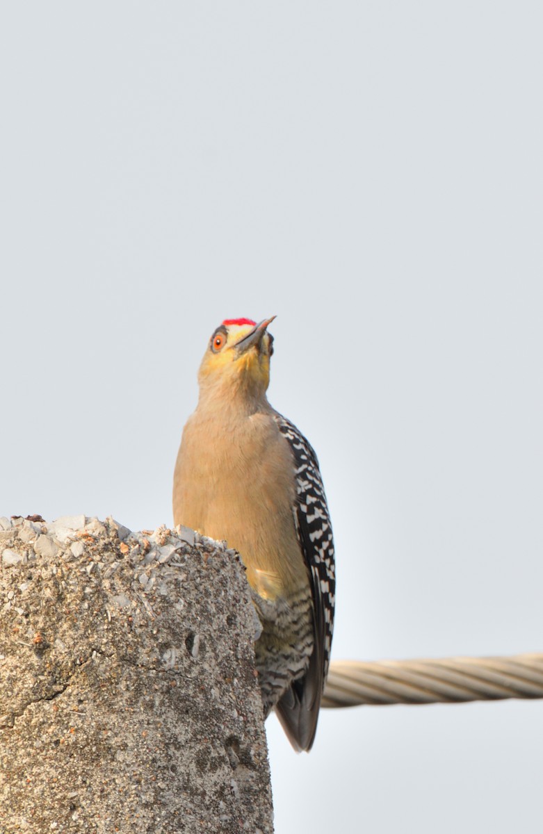 Golden-cheeked Woodpecker - ML614124026