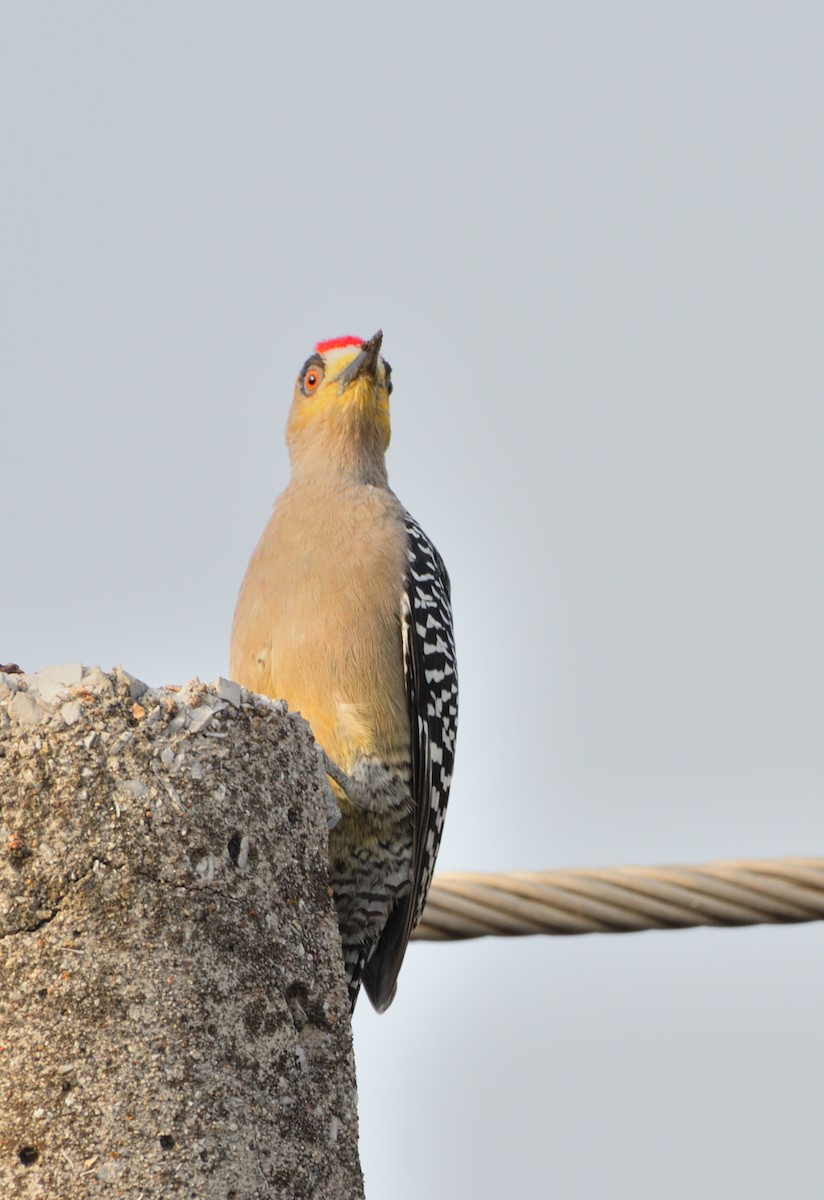 Golden-cheeked Woodpecker - ML614124027