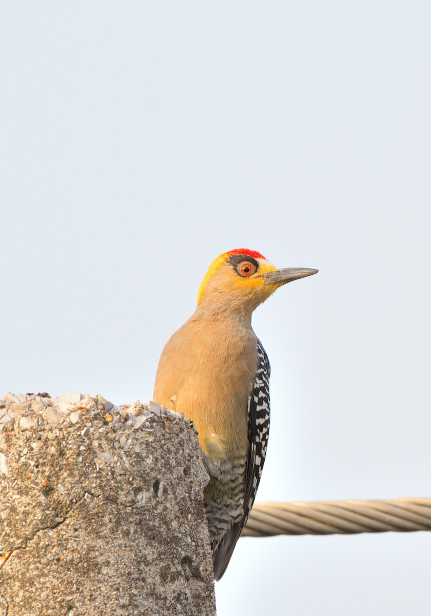 Golden-cheeked Woodpecker - ML614124028