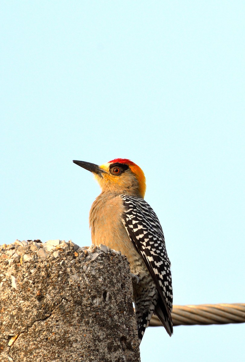 Golden-cheeked Woodpecker - Isain Contreras