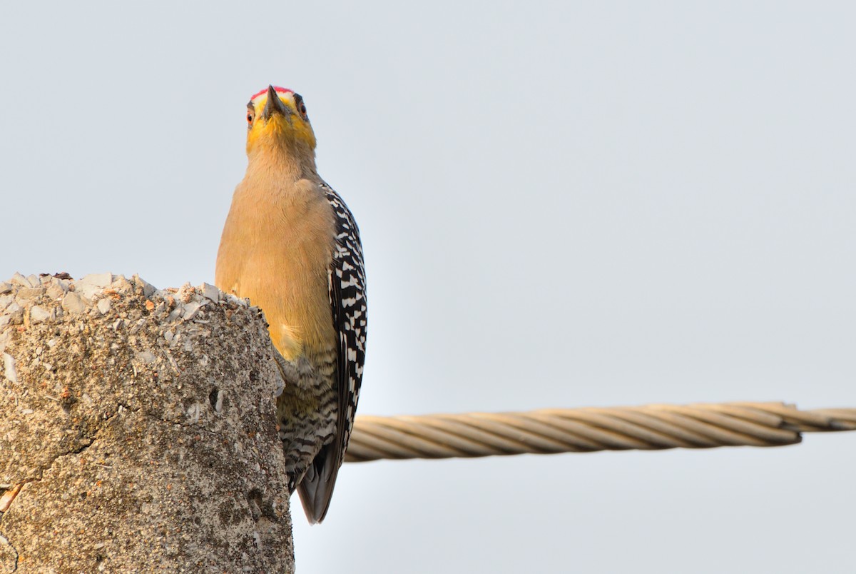 Golden-cheeked Woodpecker - ML614124030