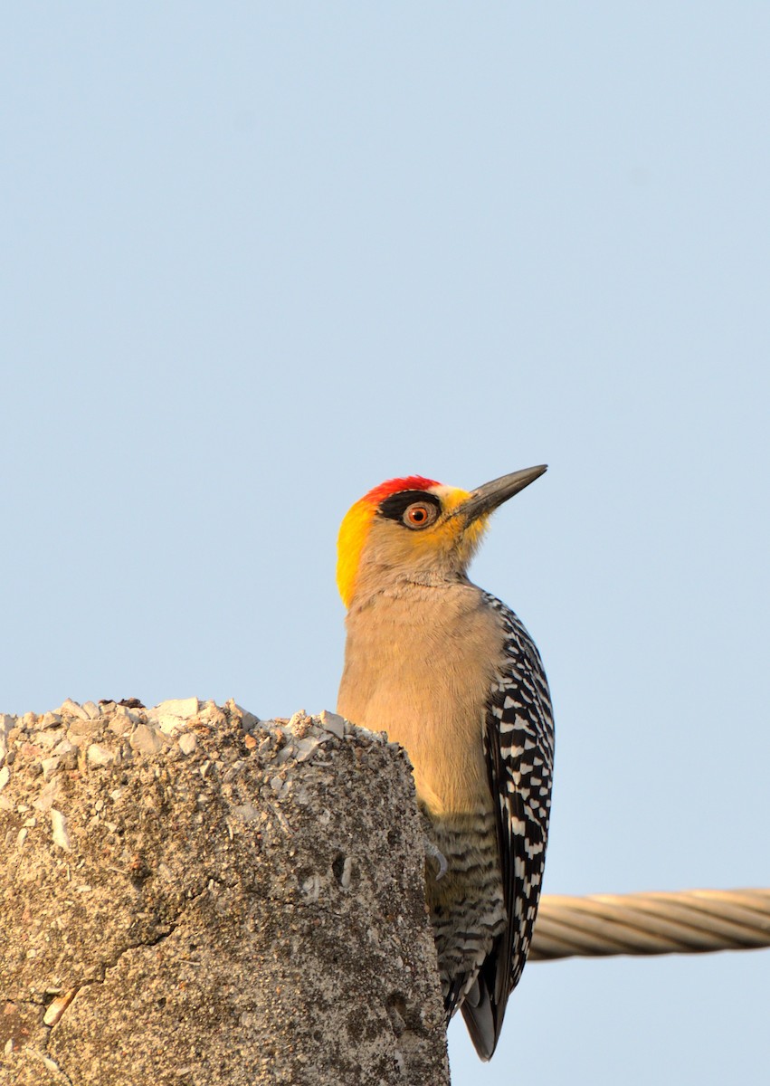 Golden-cheeked Woodpecker - ML614124032