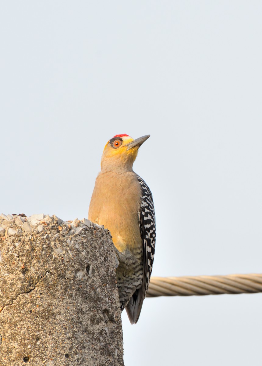 Golden-cheeked Woodpecker - ML614124033