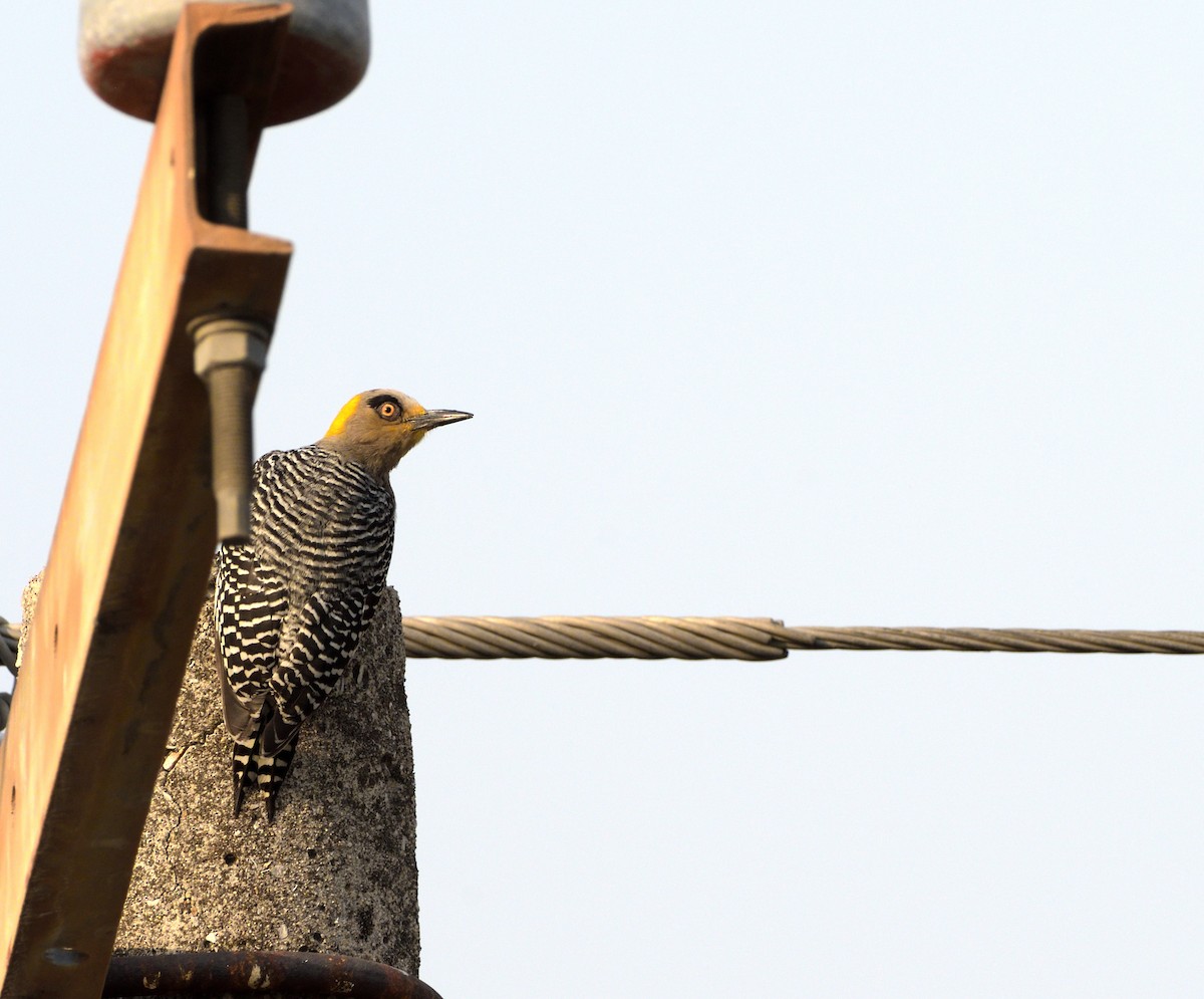 Golden-cheeked Woodpecker - ML614124035