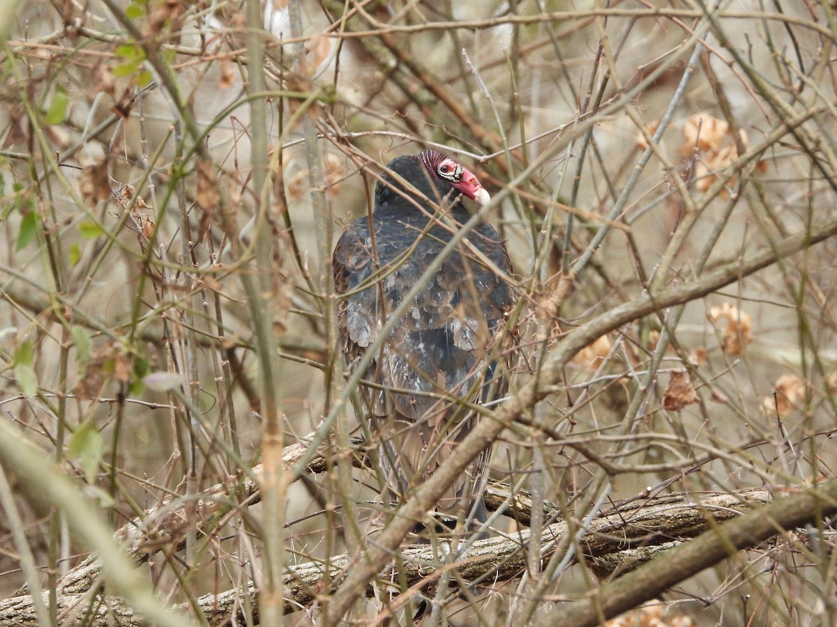 Turkey Vulture - ML614124060