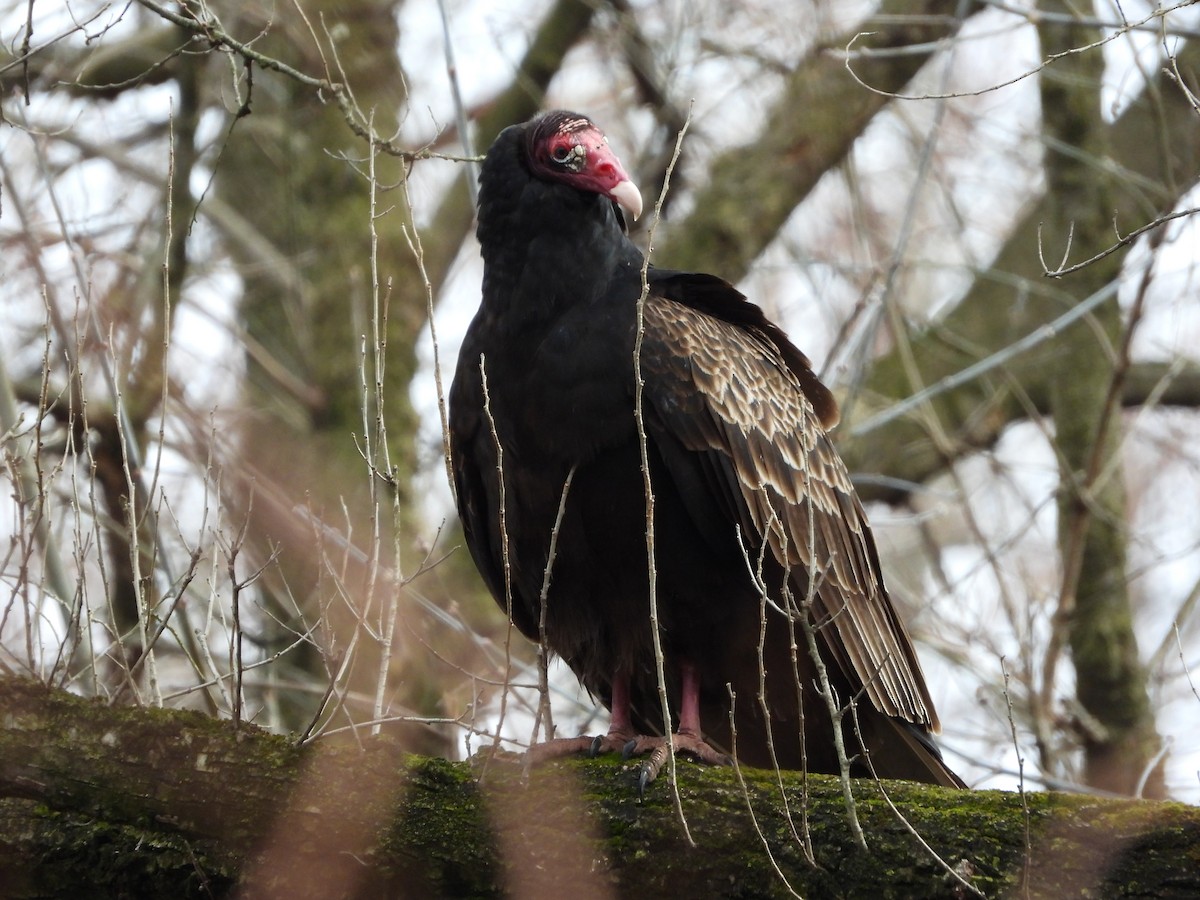 Aura Gallipavo - ML614124062