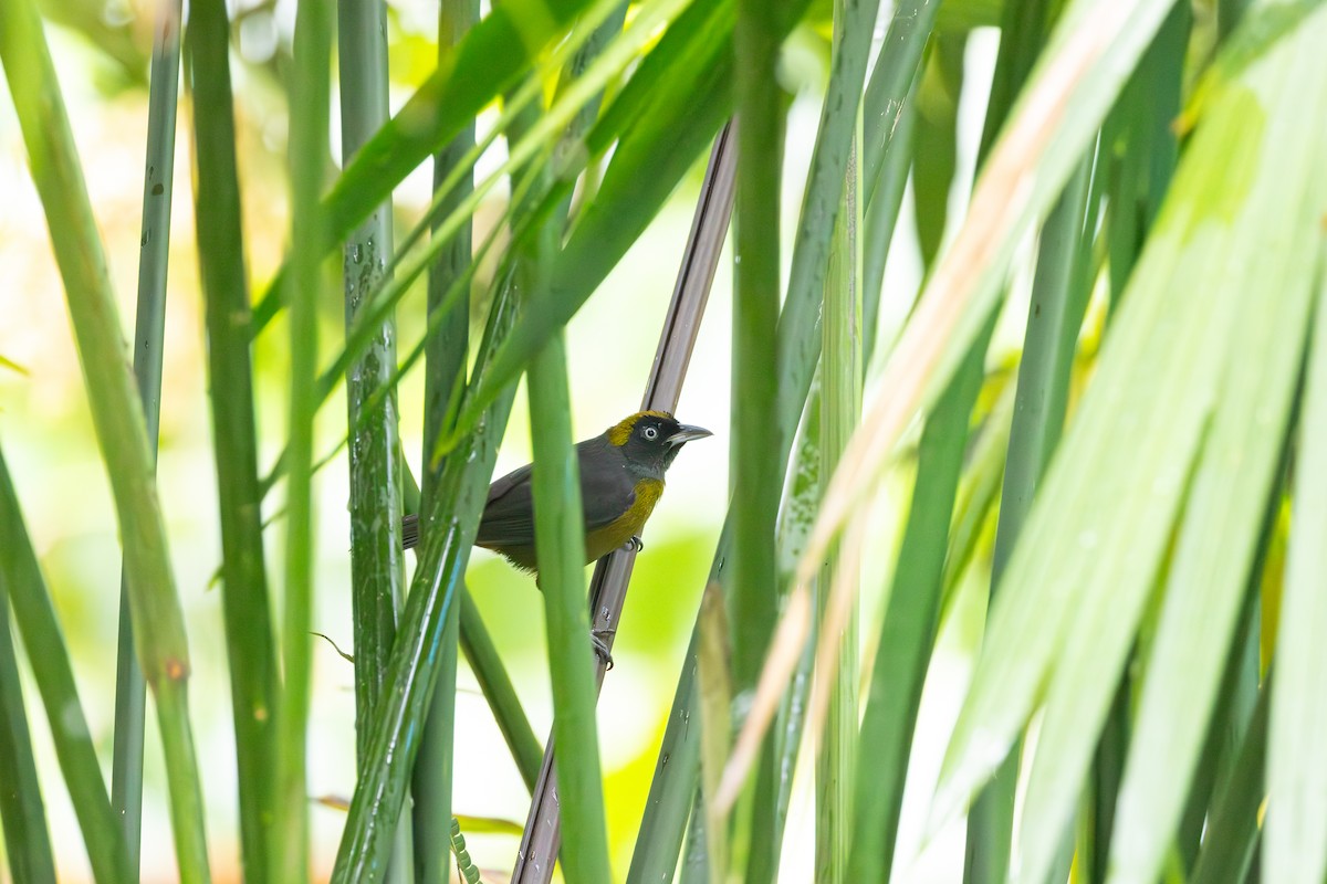 Dusky-faced Tanager - ML614124066