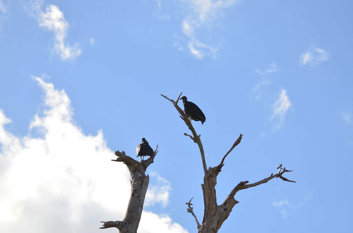 Black Vulture - ML614124080