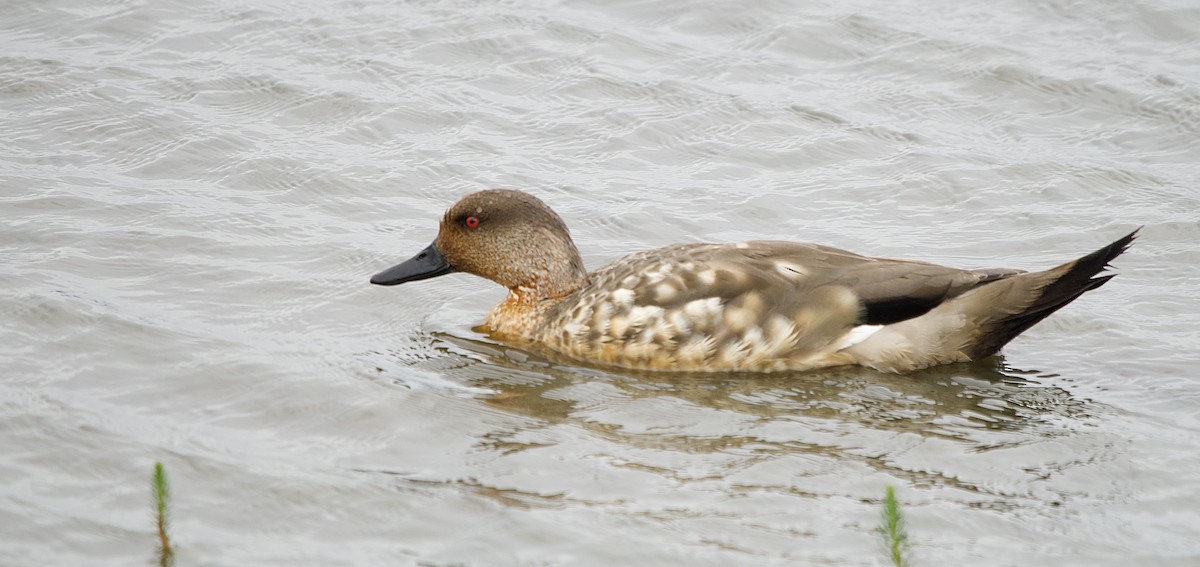 Canard huppé - ML614124087