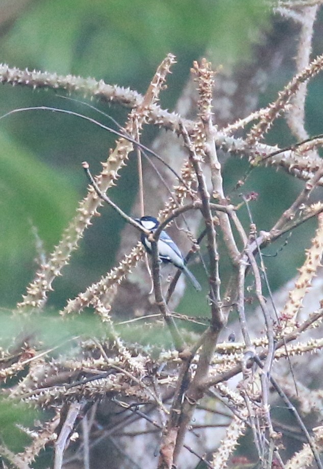 Cinereous Tit - ML614124115