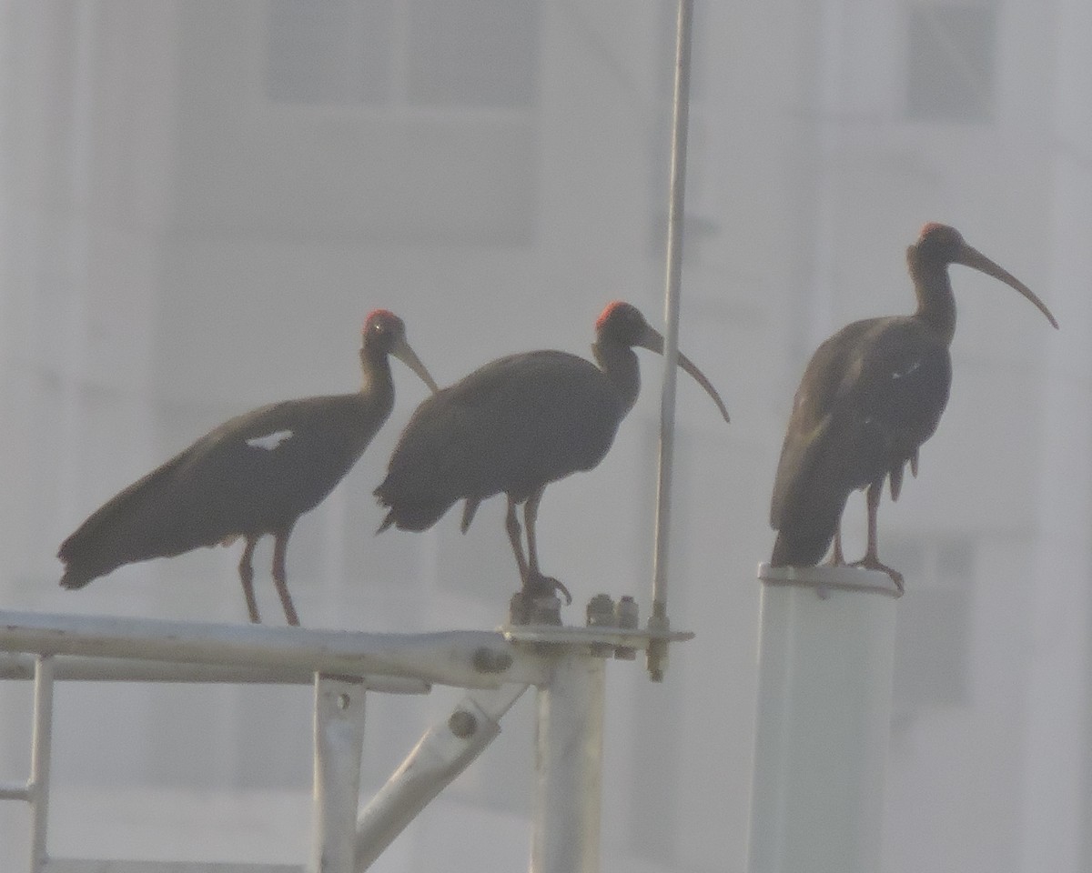 ibis bradavičnatý - ML614124127